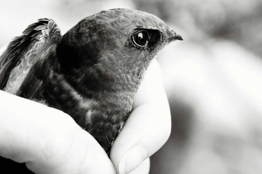 Loslassen lernen. Der Vogel in der Hand ist flügge.