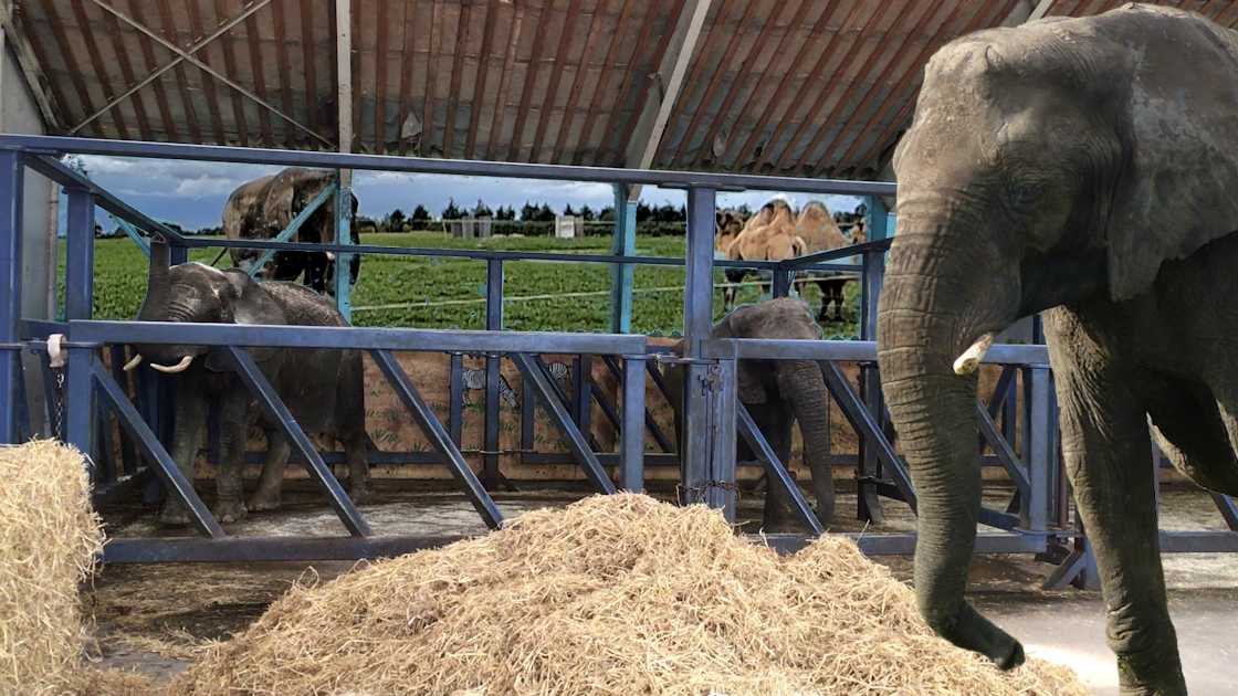 Staten køber cirkuselefanter for 11 millioner kroner - ElephantGroup