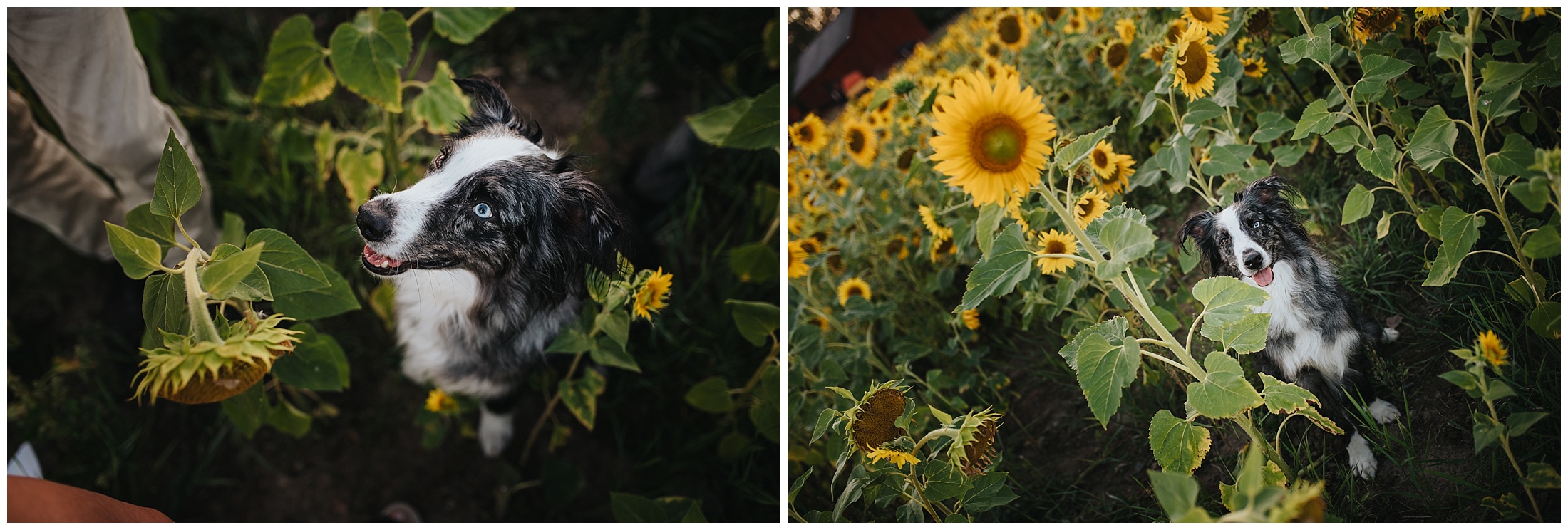 Parfotografering i Sorunda med Melinda och Pelle