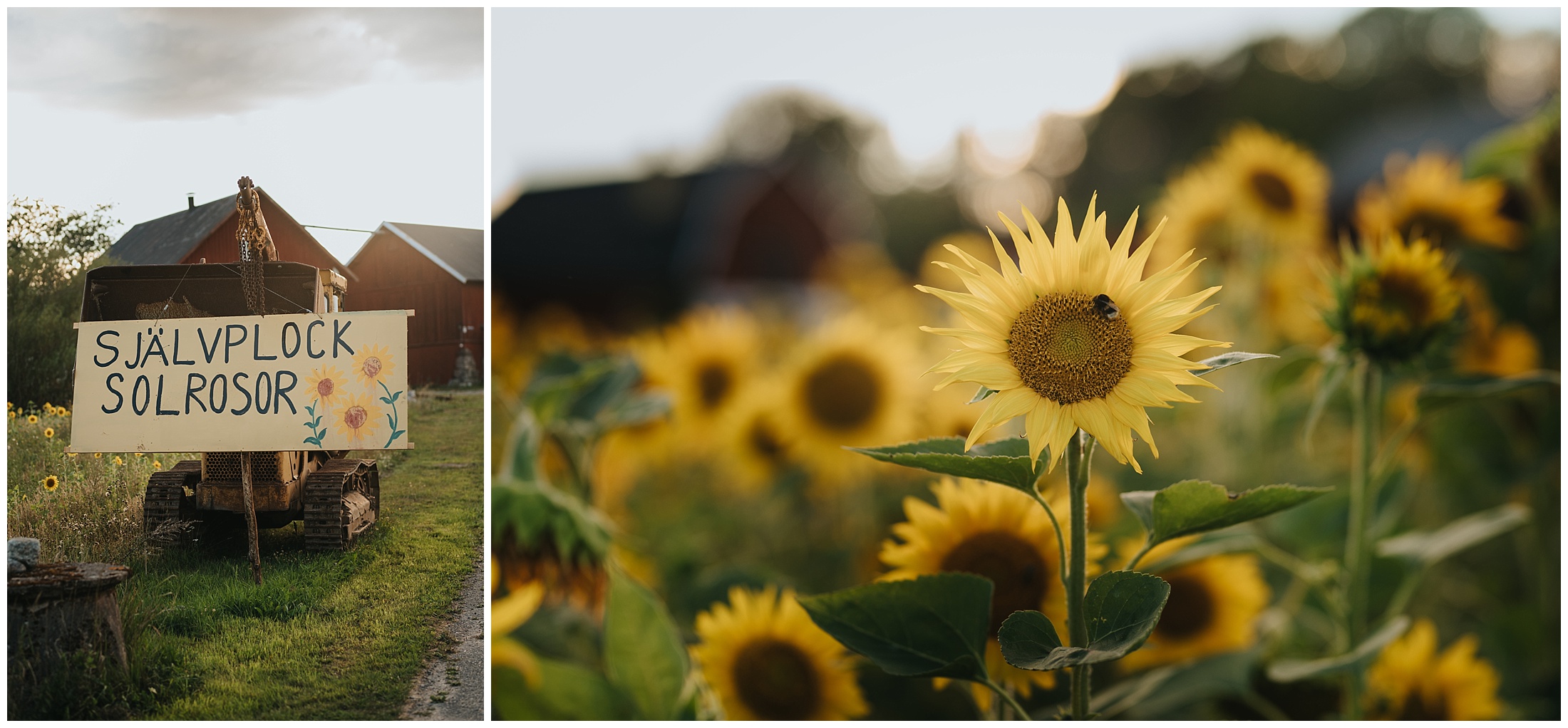 Parfotografering i Sorunda med Melinda och Pelle