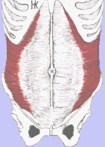 Transversus Abdominis