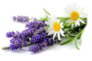Daisies and Lavender flowers bunch close up isolated on white background