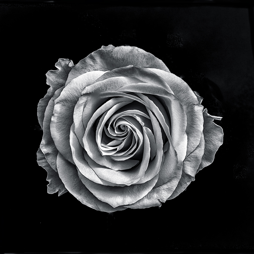 Rose,schwarzweiß,kreative Fotografie, Blume