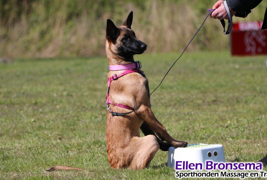 Puppy training Puppy training