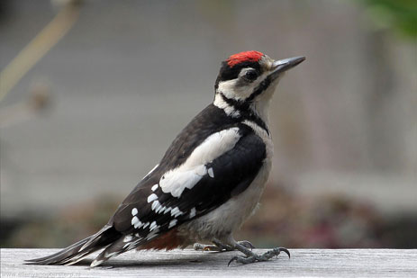 Vogels in de tuin