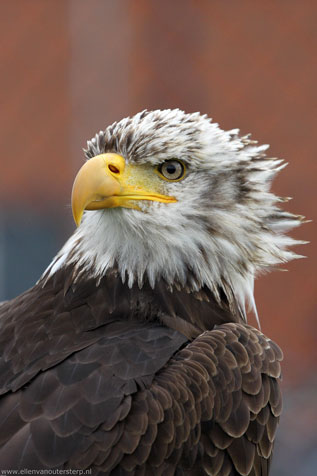 Roofvogelshows