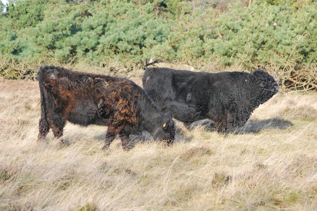 Køer ved sommerhuse, Ellinge Strand