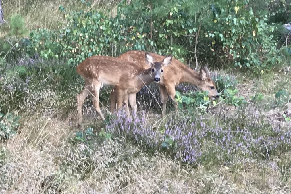 Lokale helårs "beboer" ved Ellinge Strand