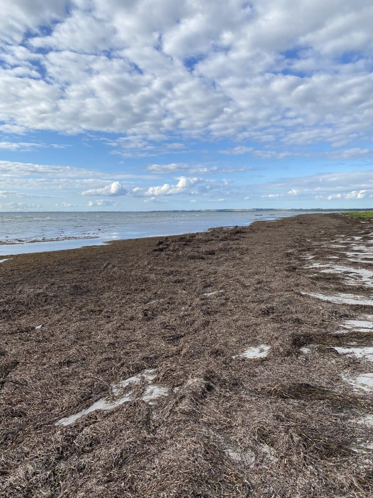 Tang på stranden, Grundejerforeningen Ellinge Strand