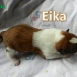 Eika_01, Tag 6