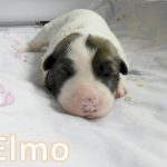 Elmo_02, Tag 6