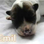 Emil_02, Tag 6