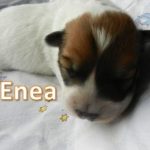 Enea_02, Tag 6