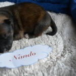 Nando, 8 Tage alt