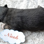 Nash, 8 Tage alt