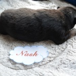 Nash, 8 Tage alt