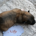 Nelly, 8 Tage alt