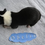 Obelix 1