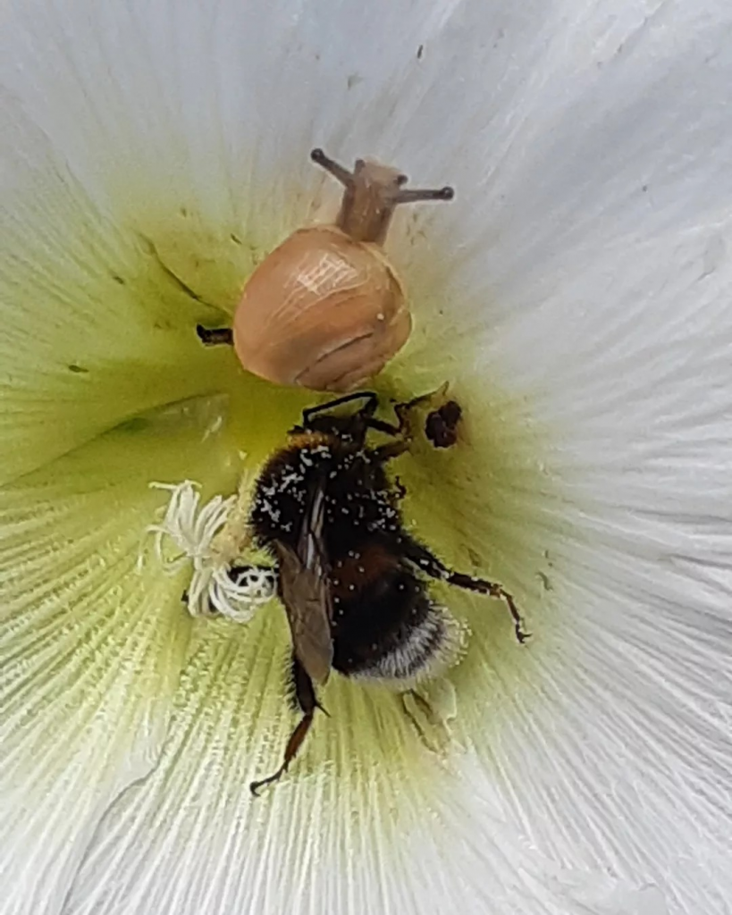 Humla och snäcka i stockrosblomma