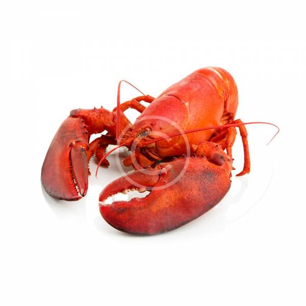 Amazing lobster