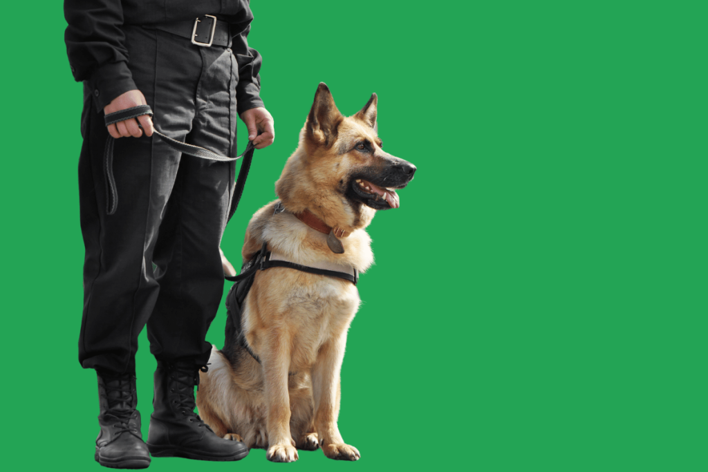 Elevate your security with our dedicated Dog Unit team. Our well-trained canine partners offer a powerful deterrent against threats while fostering a safe environment. With their acute senses and our expert handlers, our Dog Unit Security enhances protection and provides an additional layer of assurance for your premises.