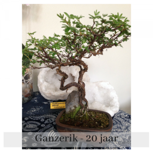 afb bonsai Ganzerik