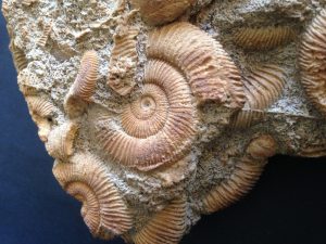 afb Fossiel slakkengroep detail
