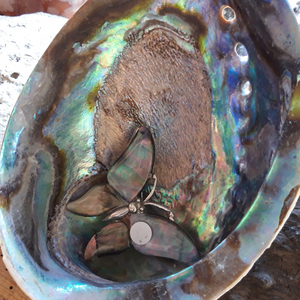 Energy Flows abalone