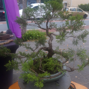 Energy Flows bonsai onderhoud na knippen