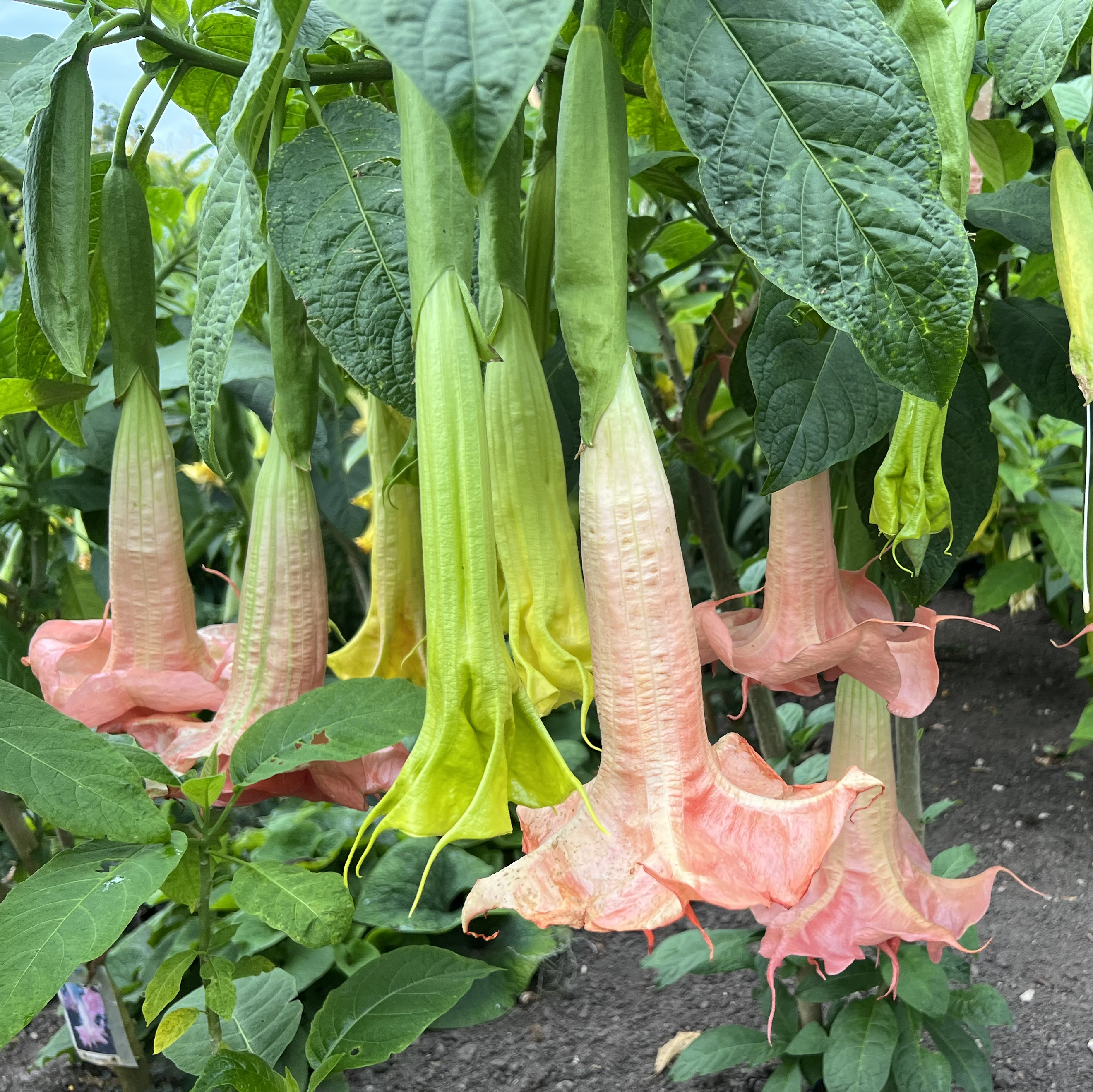 Brugmansia G P Engletrompeter