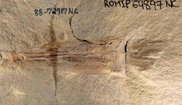 I resti fossili di Syllipsimopodi bideni, l'antenato a dieci zampe del moderno polpo. (Whalen et. al. / CC BY 4.0 DEED )