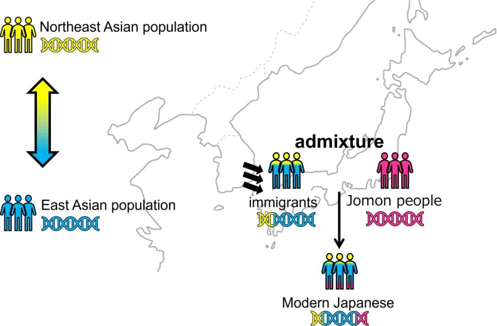 Durante il periodo Yayoi, gli immigrati dalla penisola coreana si mescolarono con il popolo Jomon, dando origine alla popolazione ancestrale dei moderni giapponesi. Questi immigrati possedevano sia antenati genetici legati all'Asia orientale che a quella nord-orientale, motivo per cui i moderni giapponesi hanno tre antenati genetici: Jomon, Asia orientale e Asia nord-orientale. Credito: Kim et al 2024
