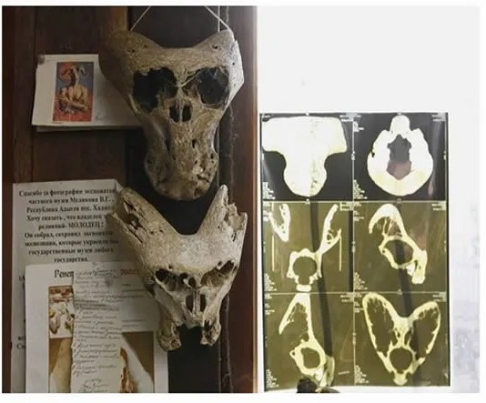 È noto che l'Ahnenerbe, aveva lo scopo di studiare l'origine della razza ariana e aveva un profondo interesse per le scienze occulte e la conoscenza esoterica