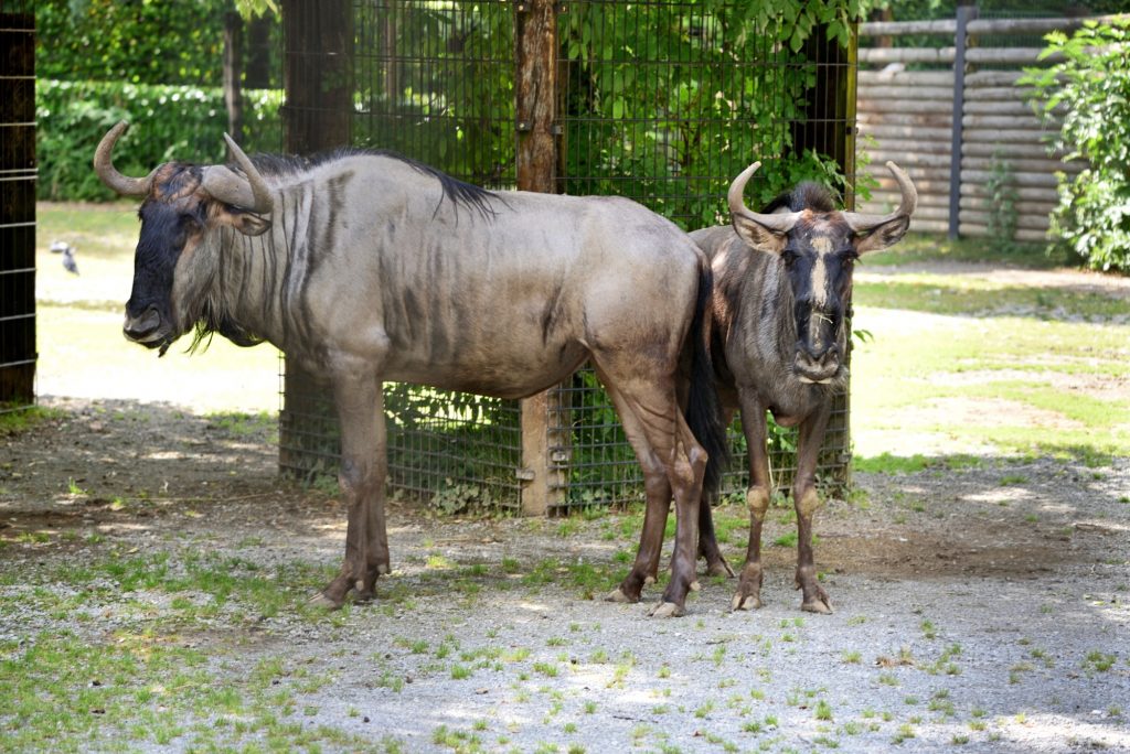 Mamma di gnu con il suo cucciolo al Parco Faunistico Le Cornelle di Bergamo.