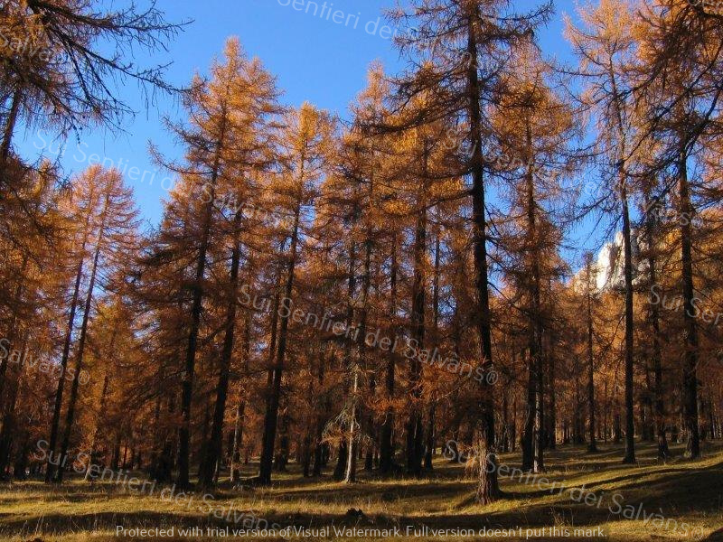 Dolomiti Venete, il Lariceto in autunno. Questo tipo di larice è l'unica specie europea presente in Italia. Le Dolomiti venete - Monte Cristallo. Foto gentilmente concessa da Monica Dandrea Sui Sentieri dei Salvàns®.