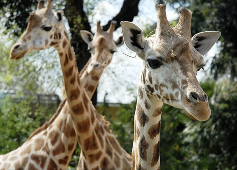 Glamping tra le giraffe Glamping tra le giraffe