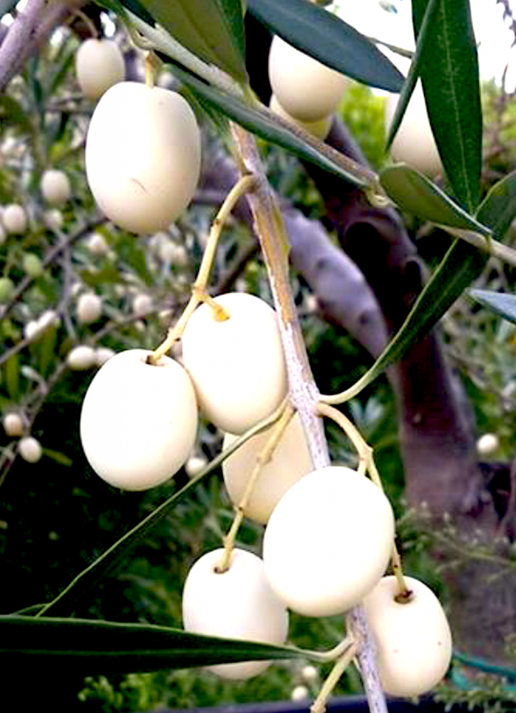 Walking through the Calabrian woods, it's easy to come across the Ulivo Bianco, which grows wild in sunny areas