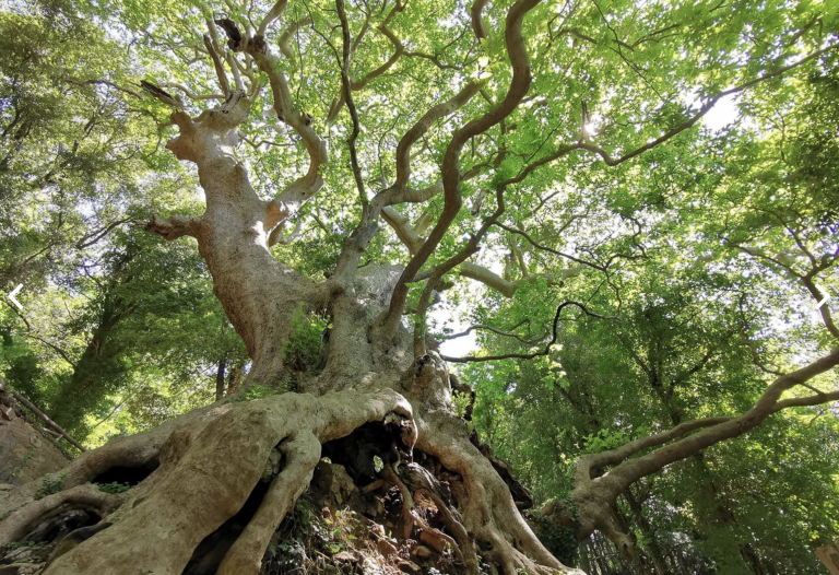 THE THOUSAND-YEAR-OLD SYCAMORE TREE OF CURINGA THE THOUSAND-YEAR-OLD SYCAMORE TREE OF CURINGA