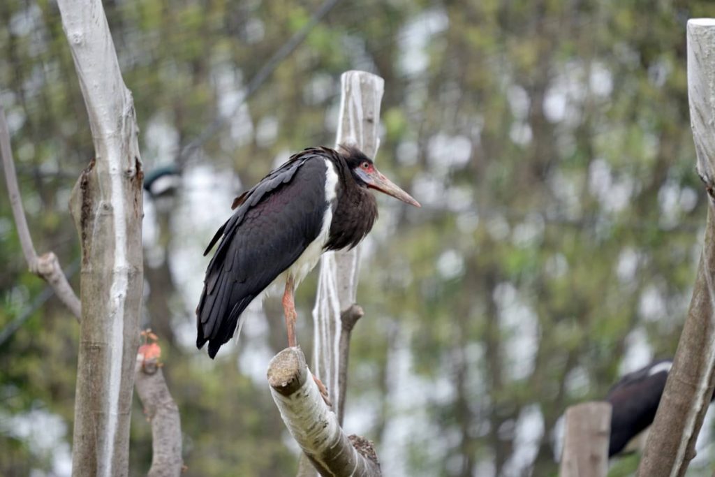 cicogne di Abdim. conosciuta anche come cicogna ventrebianco, è la più piccola di tutte le cicogne, ed è arrivata al Parco Le Cornelle per creare una nuova colonia.