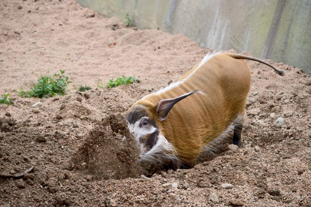 Il potamocero, un mammifero marrone con una lunga cresta bianca originario dell'Africa. In questa foto si trova al parco Le Cornelle di Bergamo.