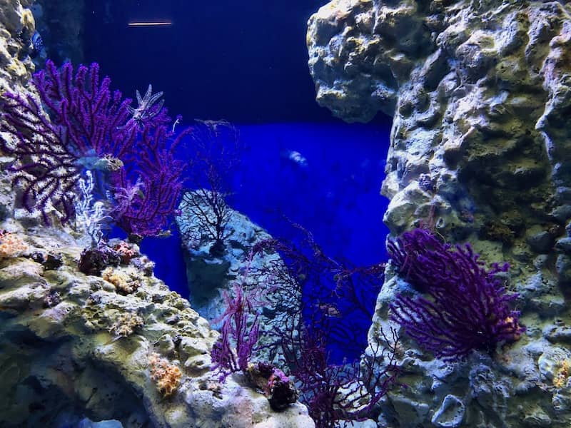 acquario di Napoli il corallo