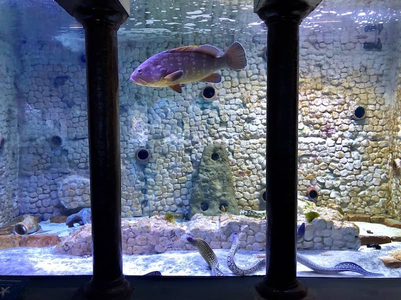 acquario di Napoli le murene