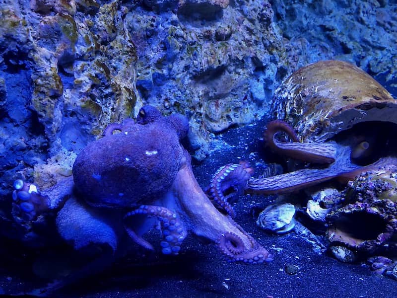 Acquario di Napoli i polpi