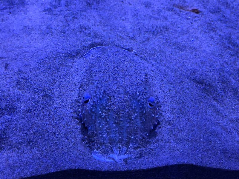 acquario di Napoli la seppia