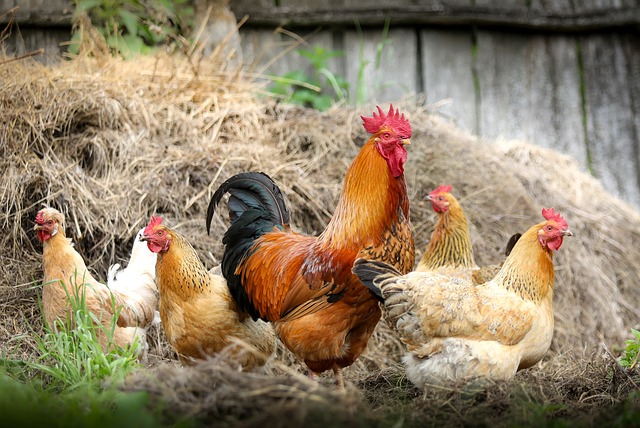 Gallo e galline del pollaio insieme ad altri animali da cortile in esposizione  Donnas Lou Courtì e lou Poulayé