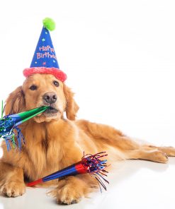 Hunde boxes – fødselsdag