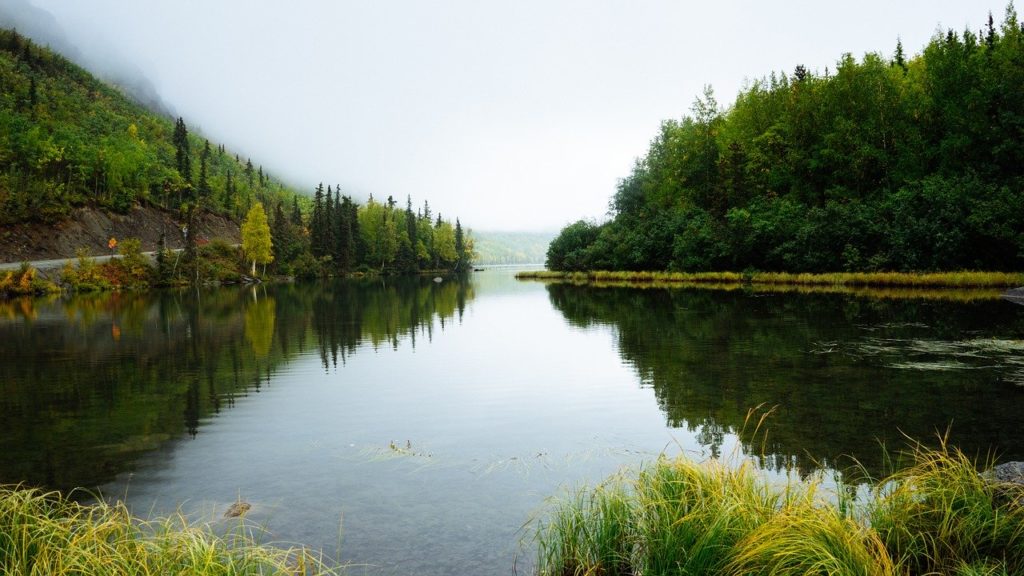 water, trees, wilderness