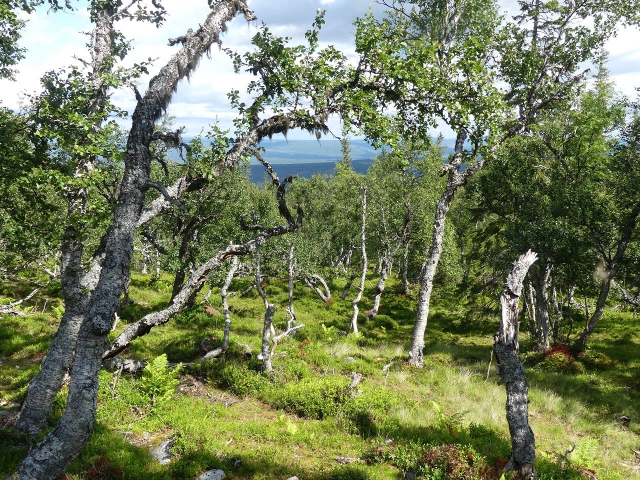 Sonfjället