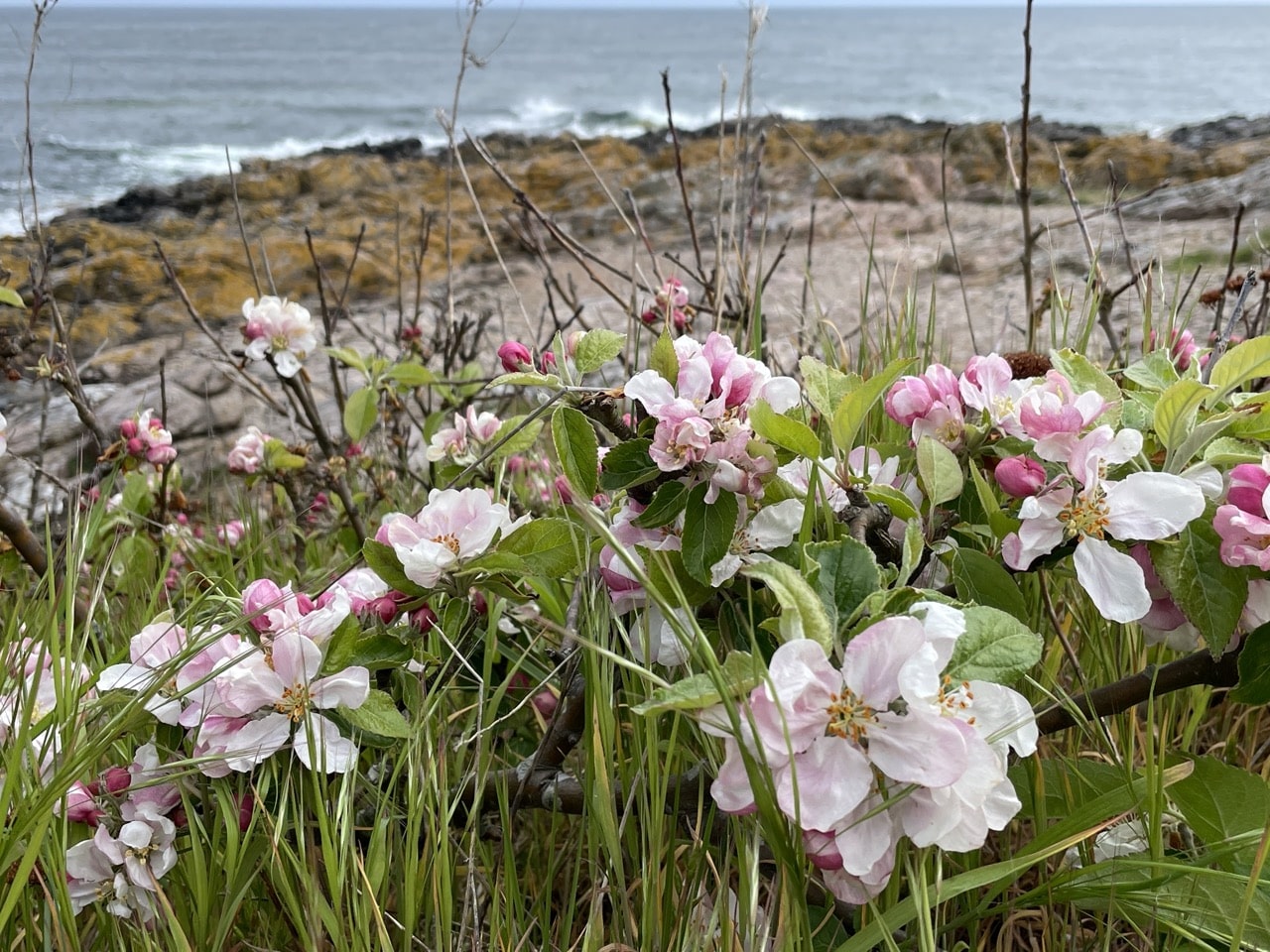 Gudhjem Bornholm Danmark