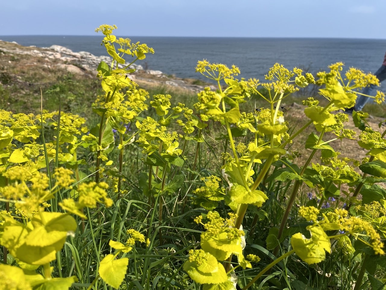 Gudhjem Bornholm Danmark